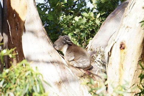 Apollo Panorama Guesthouse - Hotel Gold Coast 2