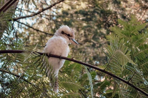 Luxury Mountain Valley Villa In Mt Evelyn - Hotel Gold Coast 2