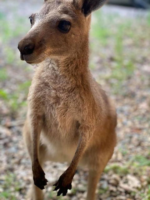 Noosa Rural Retreat - Hotel Gold Coast 3