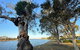 River Gum Apartment - thumb 2