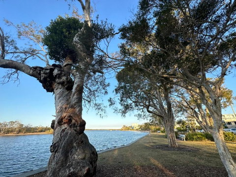 River Gum Apartment - Hotel Gold Coast 2