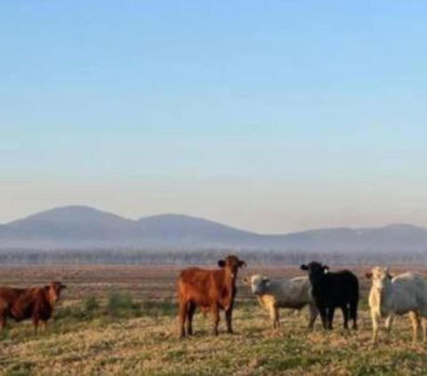 Rosemont By Tiny Away - Hotel Gold Coast 3