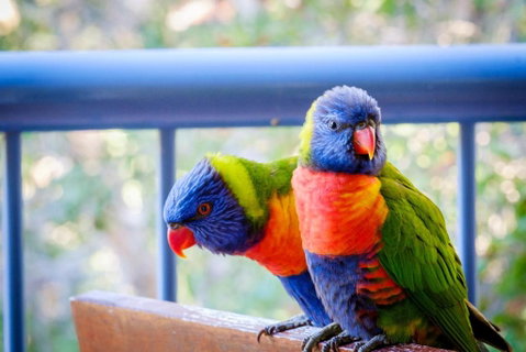 Sanctuary Lake Apartments - Hotel Gold Coast 1