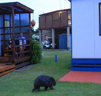 BIG4 Kelso Sands Holiday  Native Wildlife Park - Hotel Gold Coast