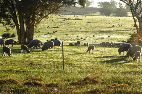 The Big Wave Rock (Private) Day Tour - Hotel Gold Coast 1