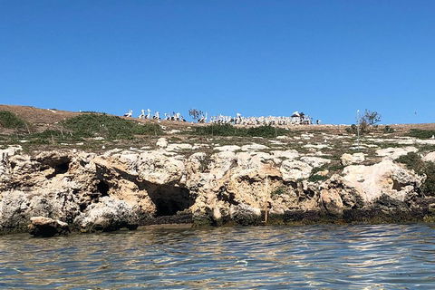Penguin Island And Fremantle - Canoe, Chocolate & Coffee - Hotel Gold Coast 5