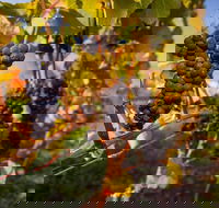 Full Day Tamar Valley Wine Tour - Hotel Gold Coast