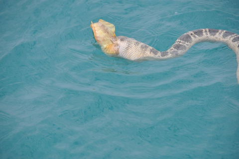 Snubfin Dolphin Eco Cruise From Broome - Hotel Gold Coast 2