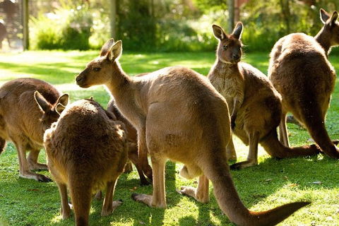 Melbourne City Card (3 Days): Visit Unlimited Attractions! - Hotel Gold Coast 4