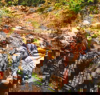 Full-day Springbrook National Park Tour from the Gold Coast - Hotel Gold Coast