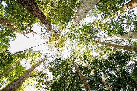 Fraser Island 4WD Tour From Noosa - Hotel Gold Coast 0