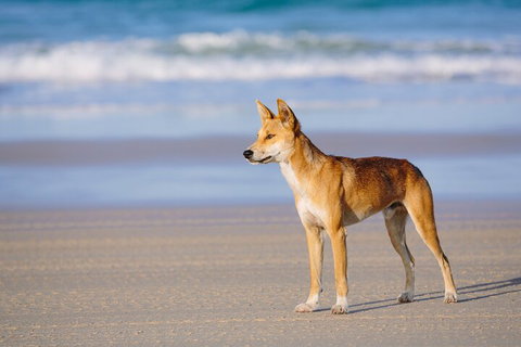 Fraser Island 4WD Tour From Noosa - Hotel Gold Coast 5