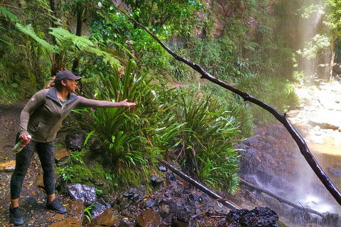 Rainforest & Waterfalls Extravaganza - Hotel Gold Coast 4