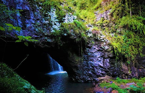 Rainforest & Waterfalls Extravaganza - Hotel Gold Coast 5