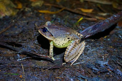 Glow Worms Private Tour - Nocturnal Rainforest Walk - Hotel Gold Coast 0