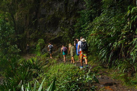 Glow Worms Private Tour - Nocturnal Rainforest Walk - Hotel Gold Coast 1