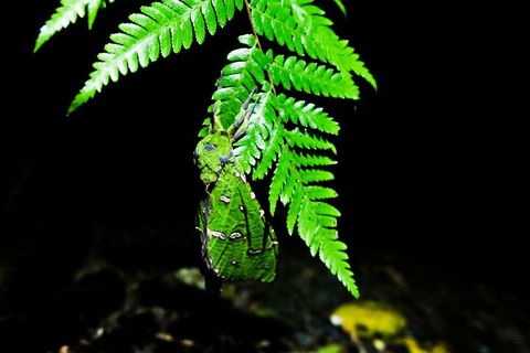 Glow Worms Private Tour - Nocturnal Rainforest Walk - Hotel Gold Coast 2