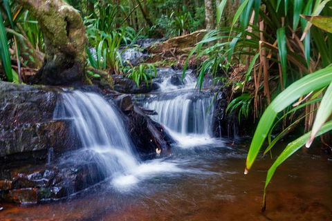 Glow Worms Private Tour - Nocturnal Rainforest Walk - Hotel Gold Coast 5