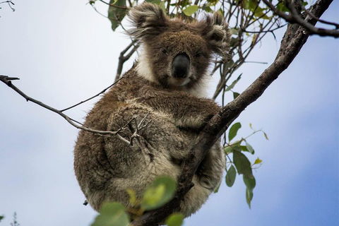 Phillip Island And French Island Wildlife Expedition - Hotel Gold Coast 3