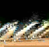 Phillip Island Penguins Private Tour - Hotel Gold Coast