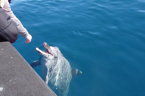 Noosa Wild Dolphin Safari - Hotel Gold Coast 0