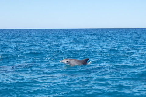 Noosa Wild Dolphin Safari - Hotel Gold Coast 1