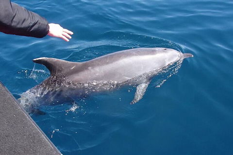 Noosa Wild Dolphin Safari - Hotel Gold Coast 2