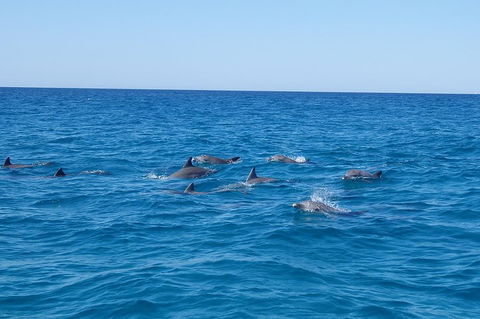 Noosa Wild Dolphin Safari - Hotel Gold Coast 3