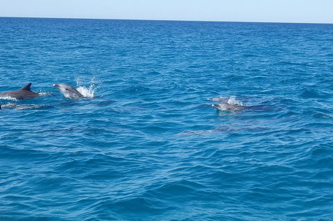 Noosa Wild Dolphin Safari - Hotel Gold Coast 4
