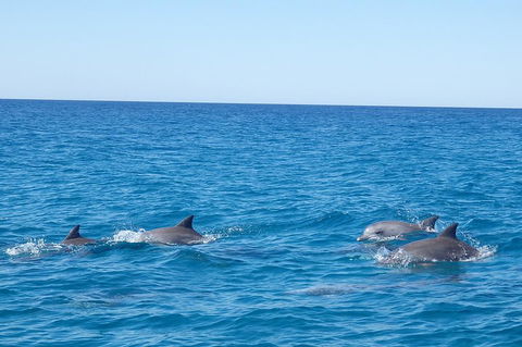 Noosa Wild Dolphin Safari - Hotel Gold Coast 5