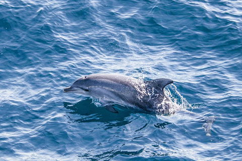 All Inclusive Dolphin And Tangalooma Wrecks Cruise - Hotel Gold Coast 1