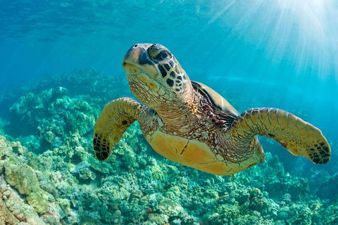 All Inclusive Dolphin And Tangalooma Wrecks Cruise - Hotel Gold Coast 3