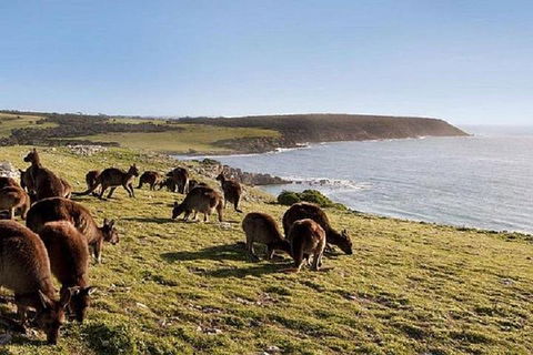Kangaroo Island Personal Group Tours - Hotel Gold Coast 0