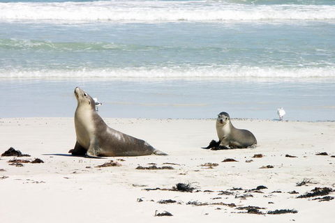 Kangaroo Island Personal Group Tours - Hotel Gold Coast 3
