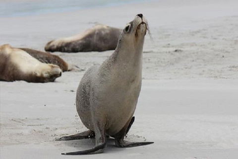 Kangaroo Island Personal Group Tours - Hotel Gold Coast 4
