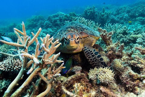 Great Barrier Reef Day Cruise From Cairns Including Snorkeling And Marine Biologist Presentation - Hotel Gold Coast 4