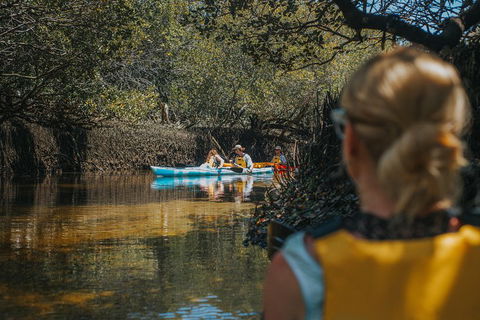 Kayak Tour In Adelaide Dolphin Sanctuary - Hotel Gold Coast 0