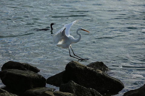 Kayak Tour In Adelaide Dolphin Sanctuary - Hotel Gold Coast 1