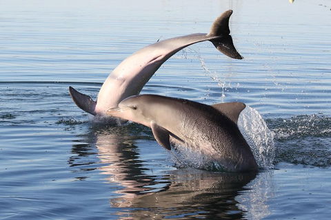 Kayak Tour In Adelaide Dolphin Sanctuary - Hotel Gold Coast 5