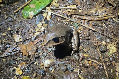 Evening Rainforest & Glow Worm Experience - Hotel Gold Coast 1