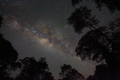 Evening Rainforest & Glow Worm Experience - Hotel Gold Coast 4