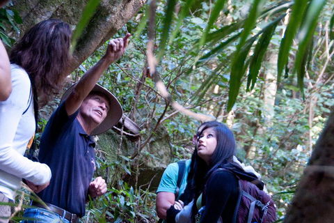Natural Bridge & Springbrook Waterfalls Tour - Hotel Gold Coast 4