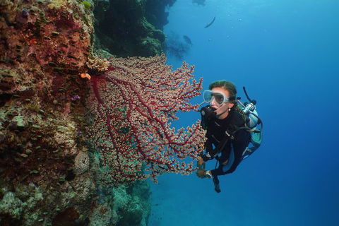 Silversonic Outer Great Barrier Reef Dive And Snorkel Cruise From Port Douglas - Hotel Gold Coast 0