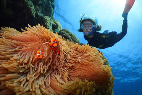 Silversonic Outer Great Barrier Reef Dive And Snorkel Cruise From Port Douglas - Hotel Gold Coast 3