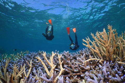 Silversonic Outer Great Barrier Reef Dive And Snorkel Cruise From Port Douglas - Hotel Gold Coast 4