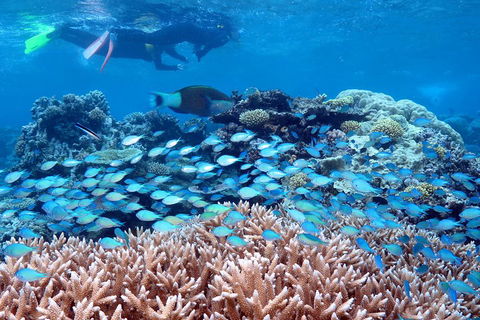 Silversonic Outer Great Barrier Reef Dive And Snorkel Cruise From Port Douglas - Hotel Gold Coast 5