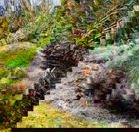 Cradle Mountain National Park Day Tour from Launceston - Hotel Gold Coast