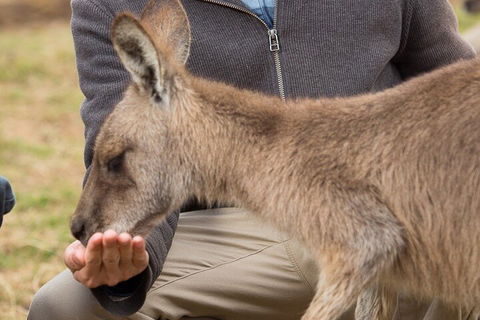 Bonorong Wildlife Park And Richmond Afternoon Tour From Hobart - Hotel Gold Coast 5