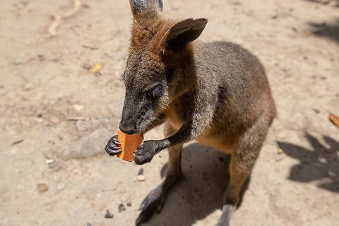 Chillagoe Caves And Outback Day Trip From Cairns - Hotel Gold Coast 5