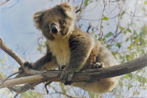 Kangaroo Island Scenic Trail Tour - Hotel Gold Coast 2